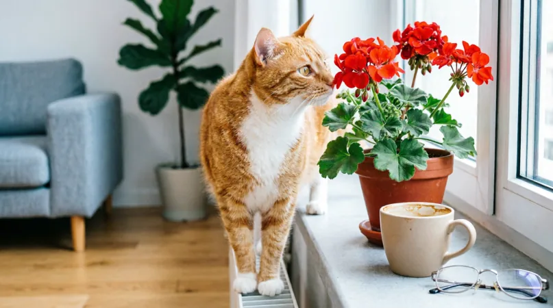 герань для кошек