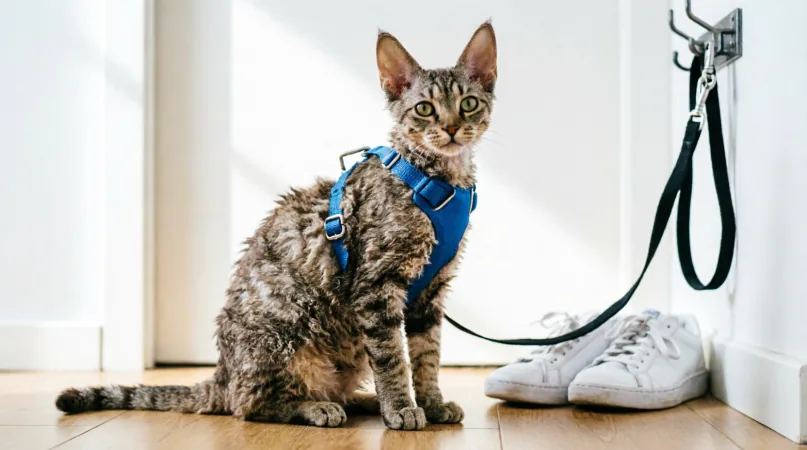 Корниш рекс Характер: кошка, которая ведет себя как собака
