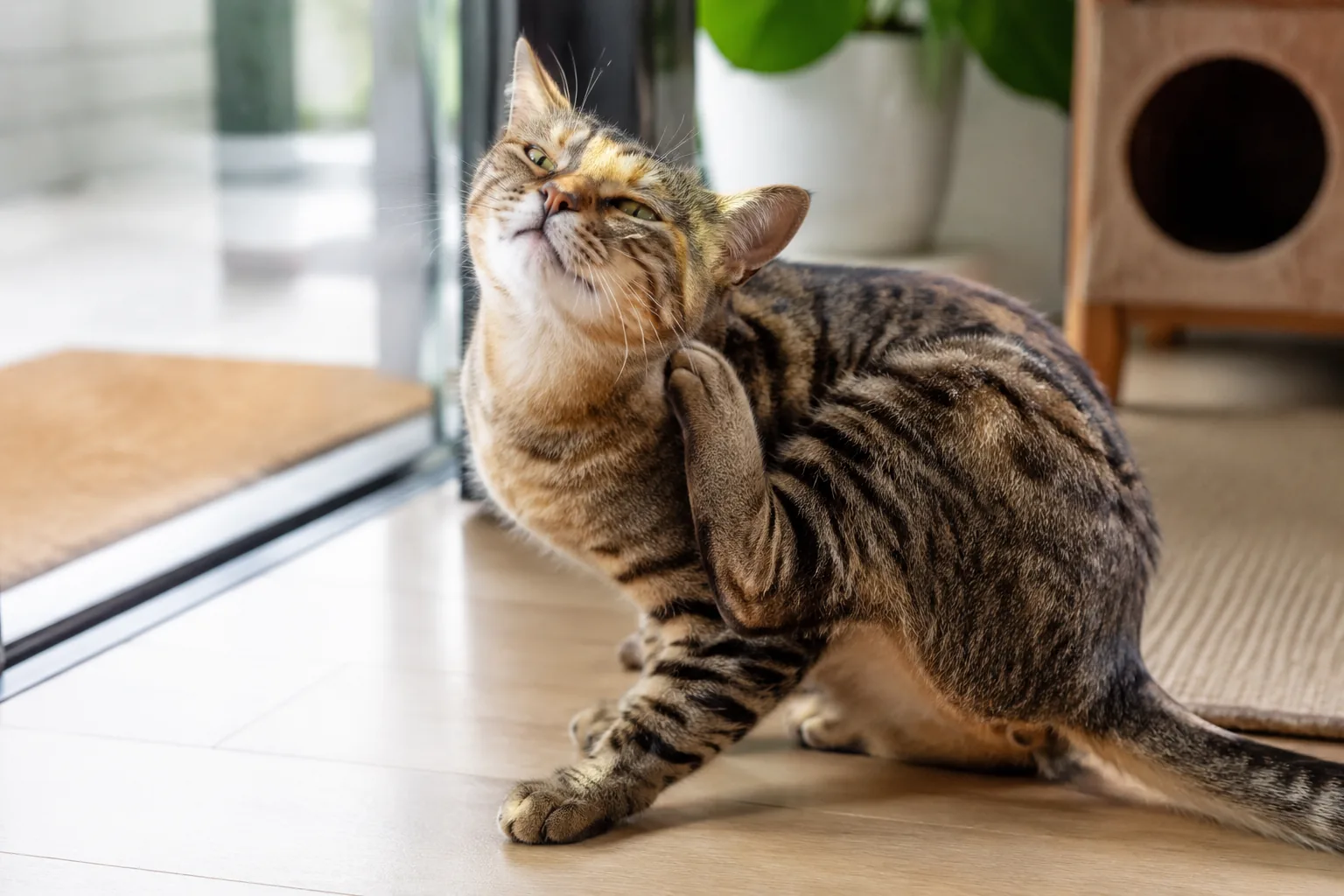 Обработка кошки от блох: как вывести паразитов безопасно Почему блохи появляются даже у домашней кошки